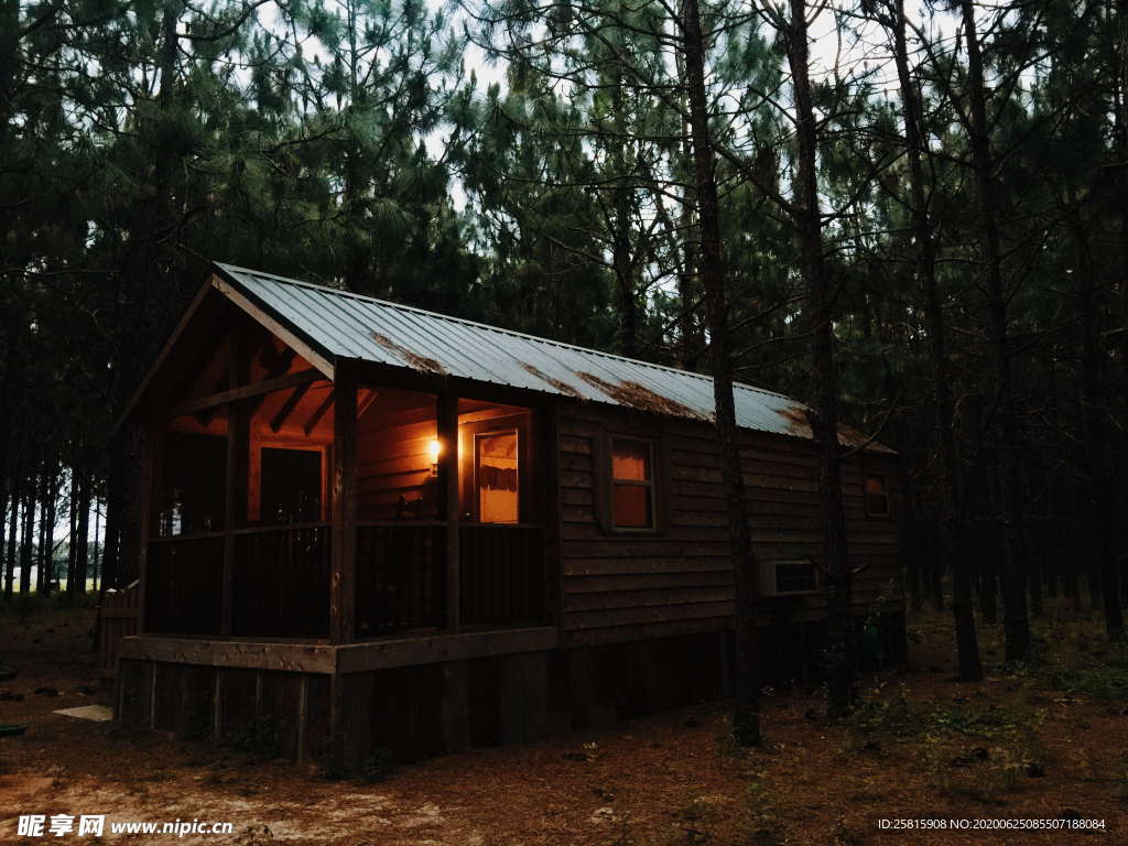 森林雨林树木林子图片