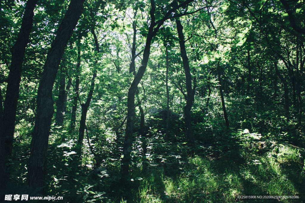 森林雨林树木林子图片