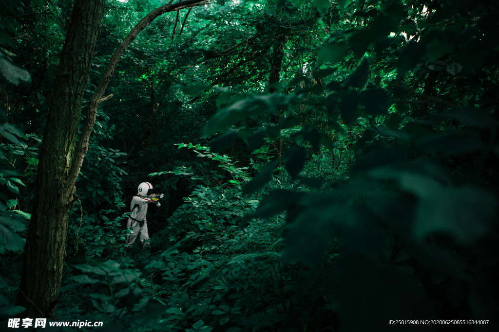 森林雨林树木林子图片