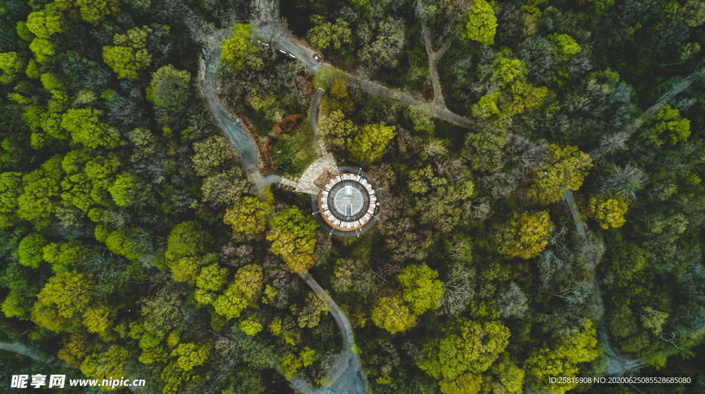 森林雨林树木林子图片