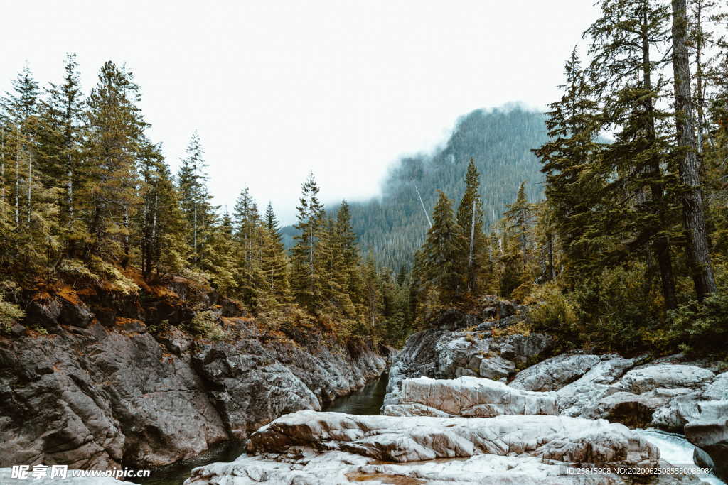 森林雨林树木林子图片