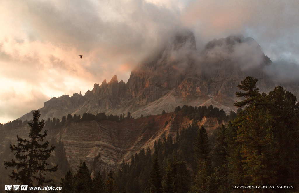 森林雨林树木林子图片