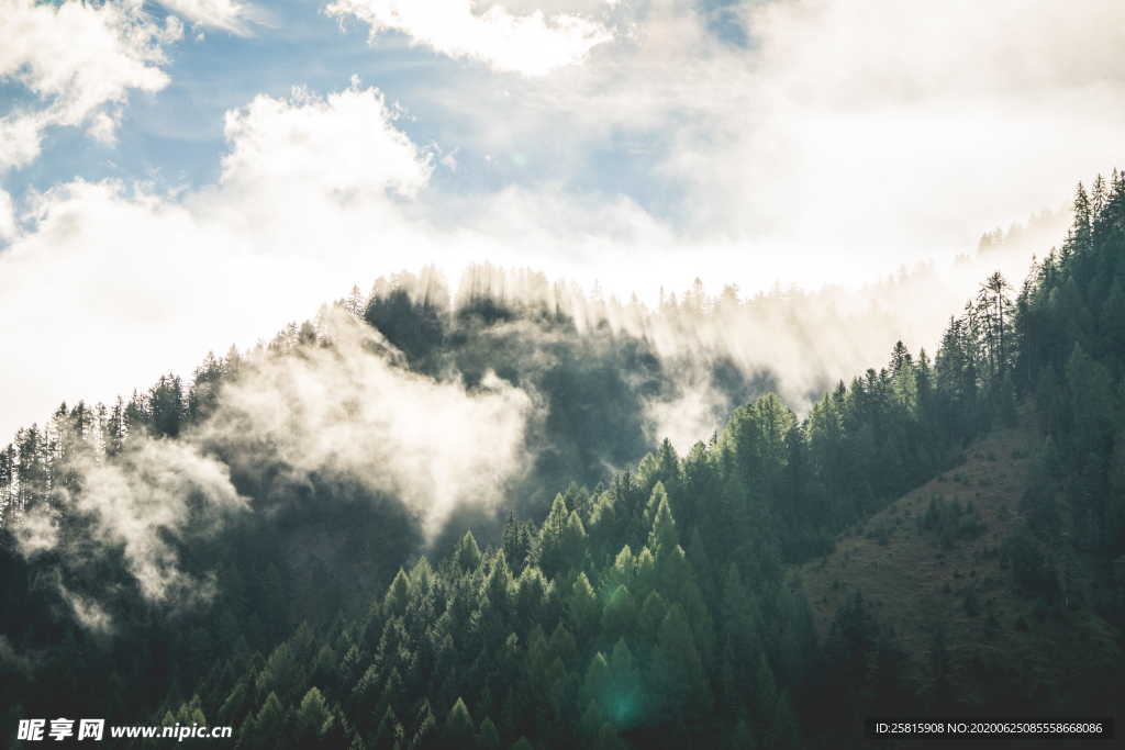森林雨林树木林子图片