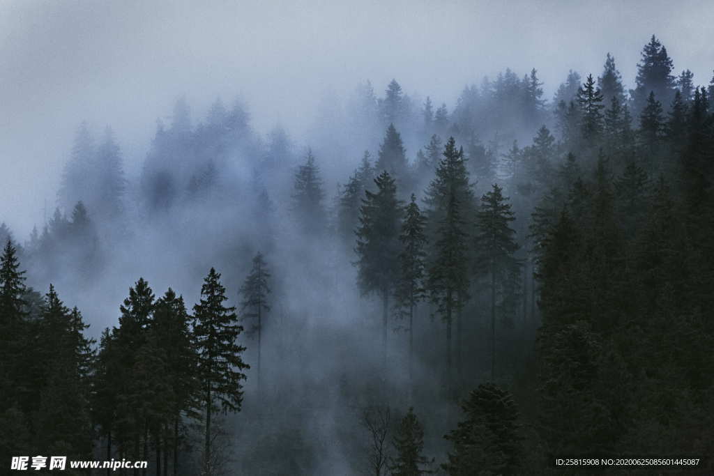 森林雨林树木林子图片