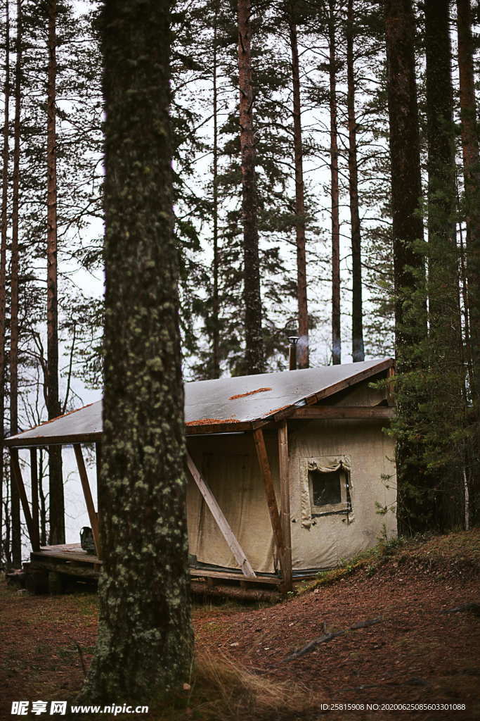 森林雨林树木林子图片