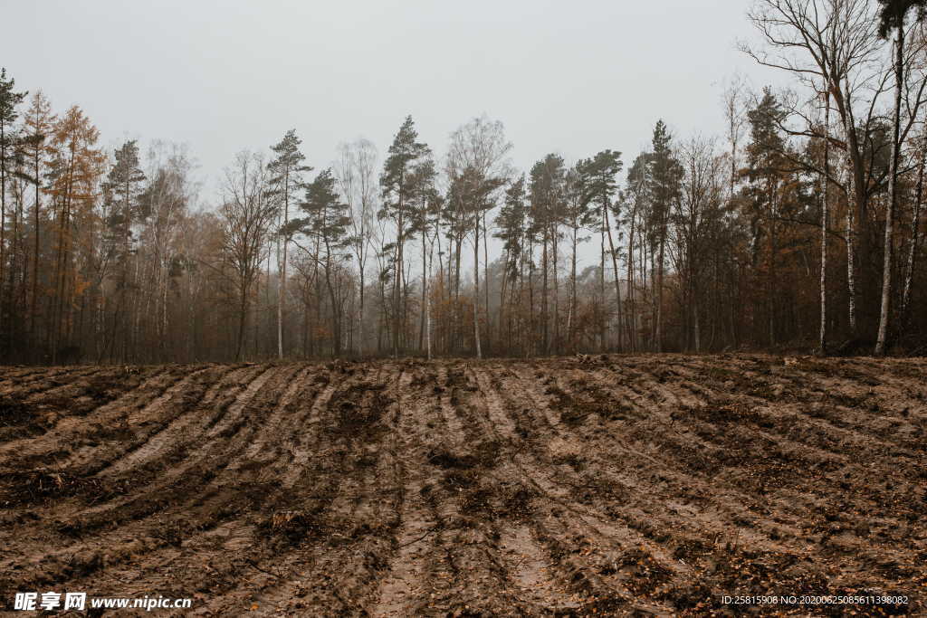 森林雨林树木林子图片