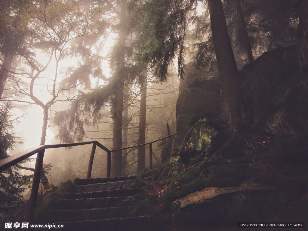 森林雨林树木林子图片