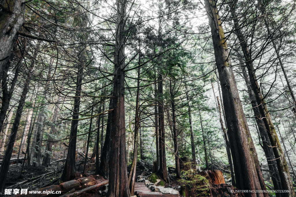森林雨林树木林子图片