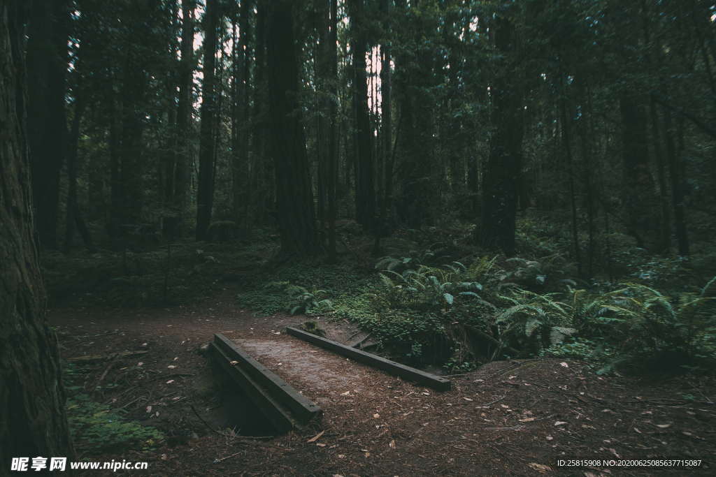 森林雨林树木林子图片