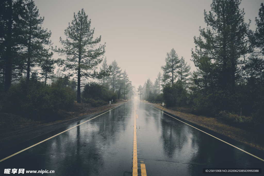 森林雨林树木林子图片