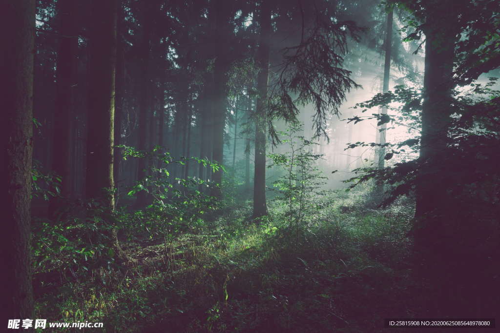 森林雨林树木林子图片