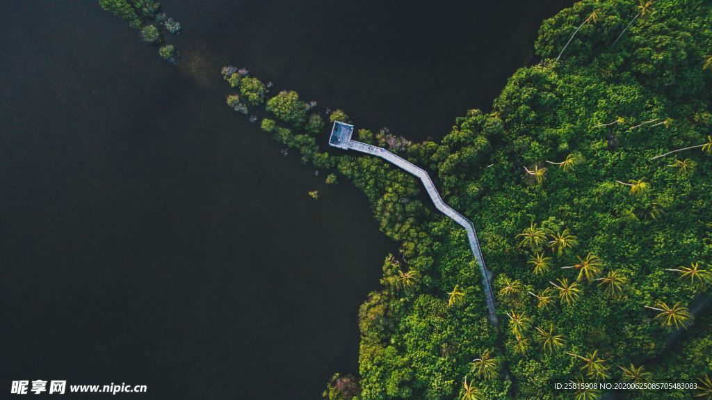 森林航拍树木俯瞰图片