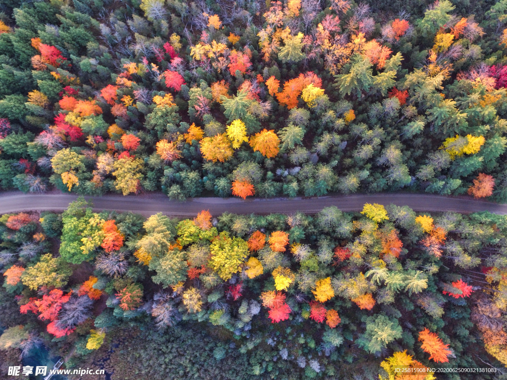 森林航拍树木俯瞰图片