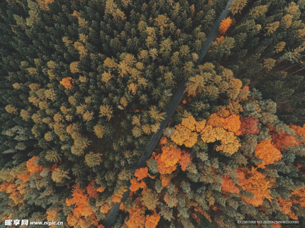 森林航拍树木俯瞰图片