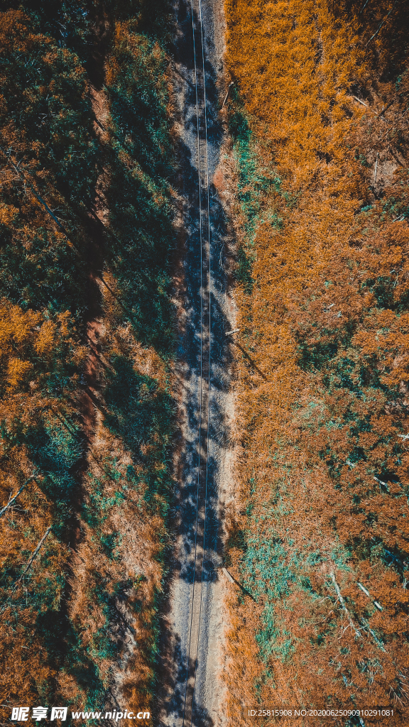 森林航拍树木俯瞰图片