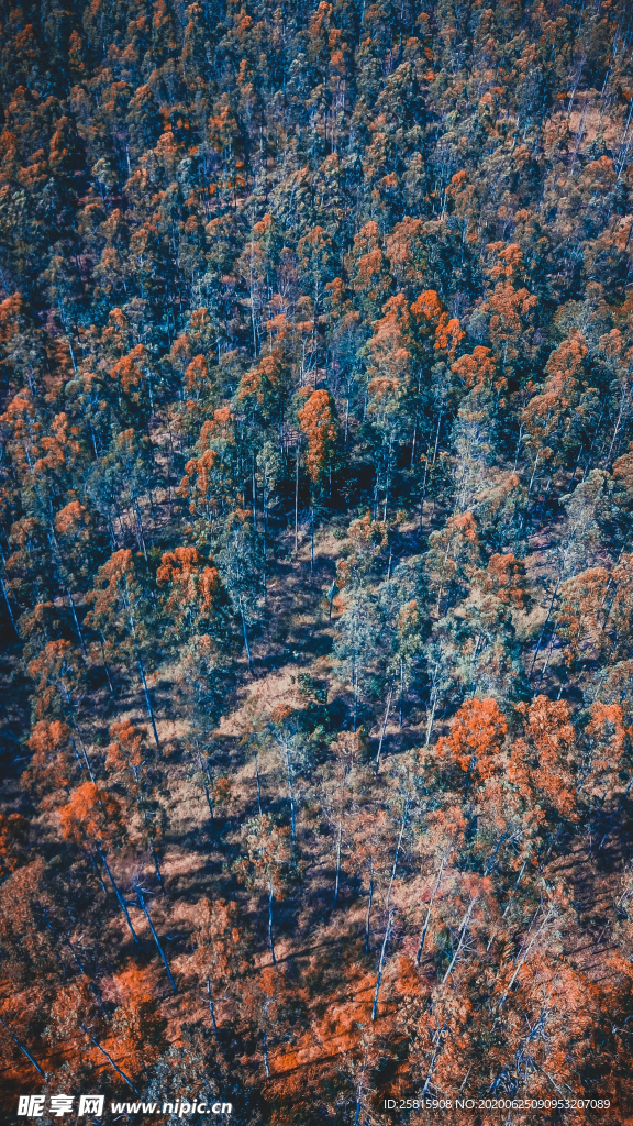 森林航拍树木俯瞰图片