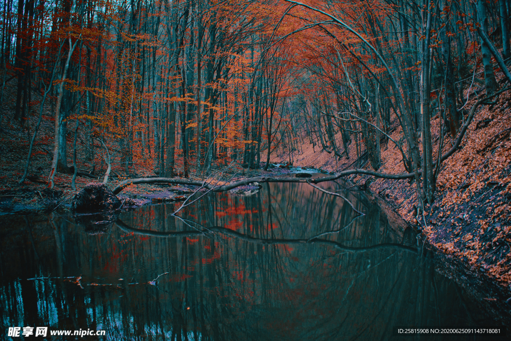 秋天森林秋季树木唯美图片