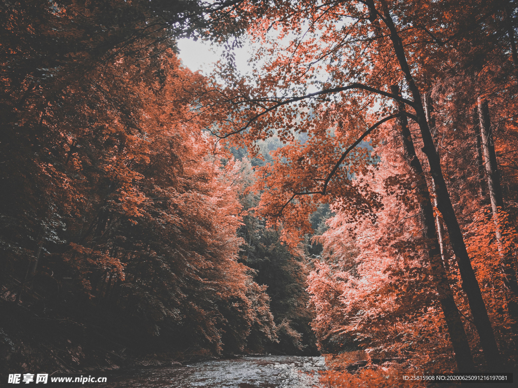 秋天森林秋季树木唯美图片