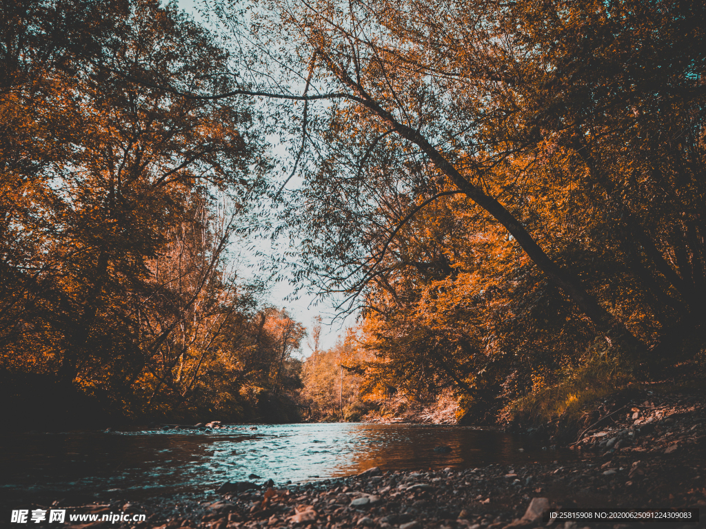 秋天森林秋季树木唯美图片