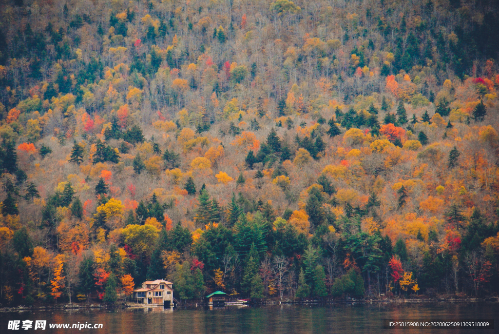 秋天森林秋季树木唯美图片