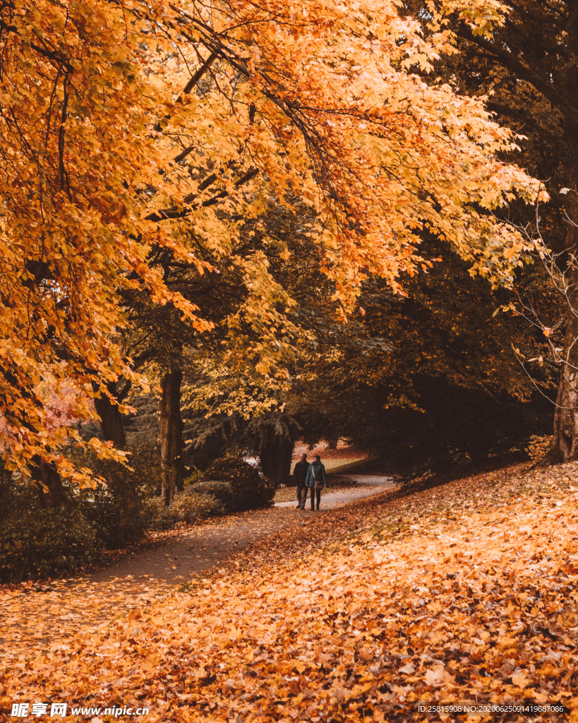秋天森林秋季树木唯美图片
