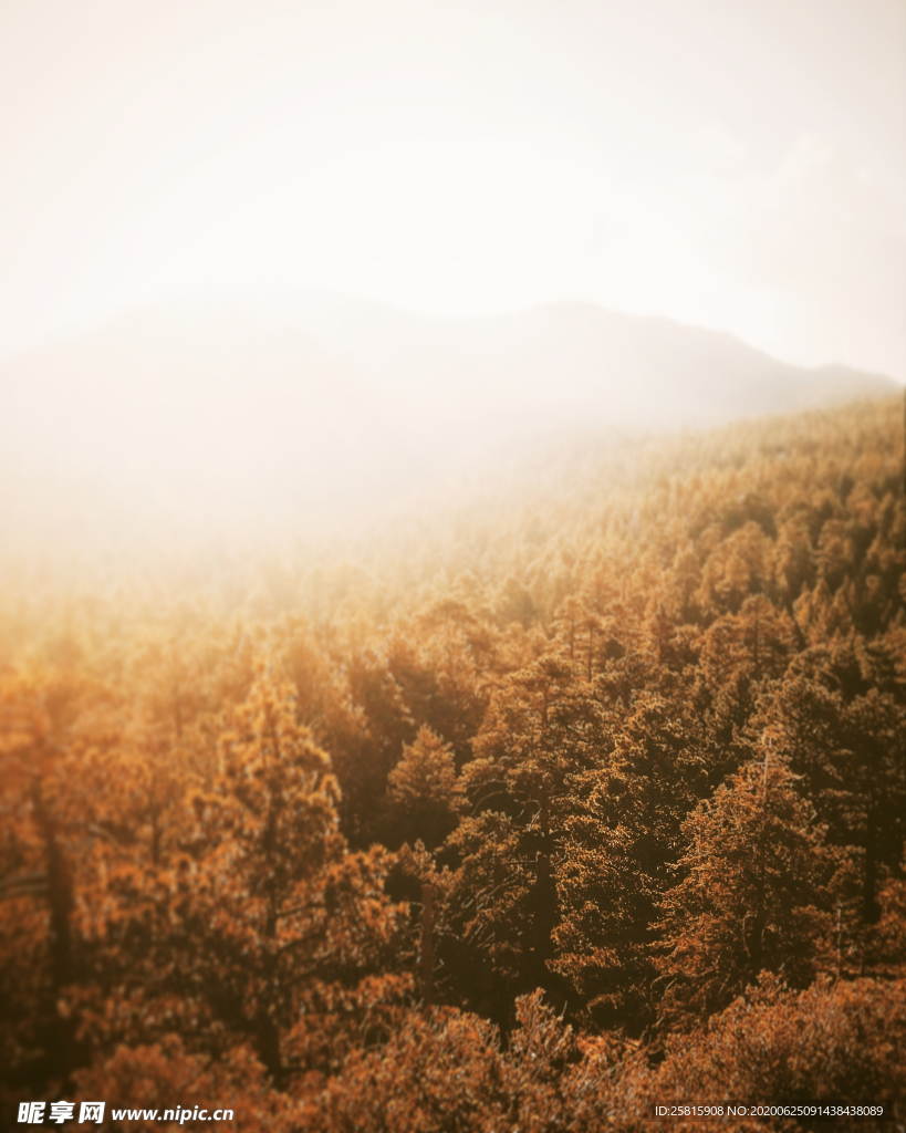 秋天森林秋季树木唯美图片