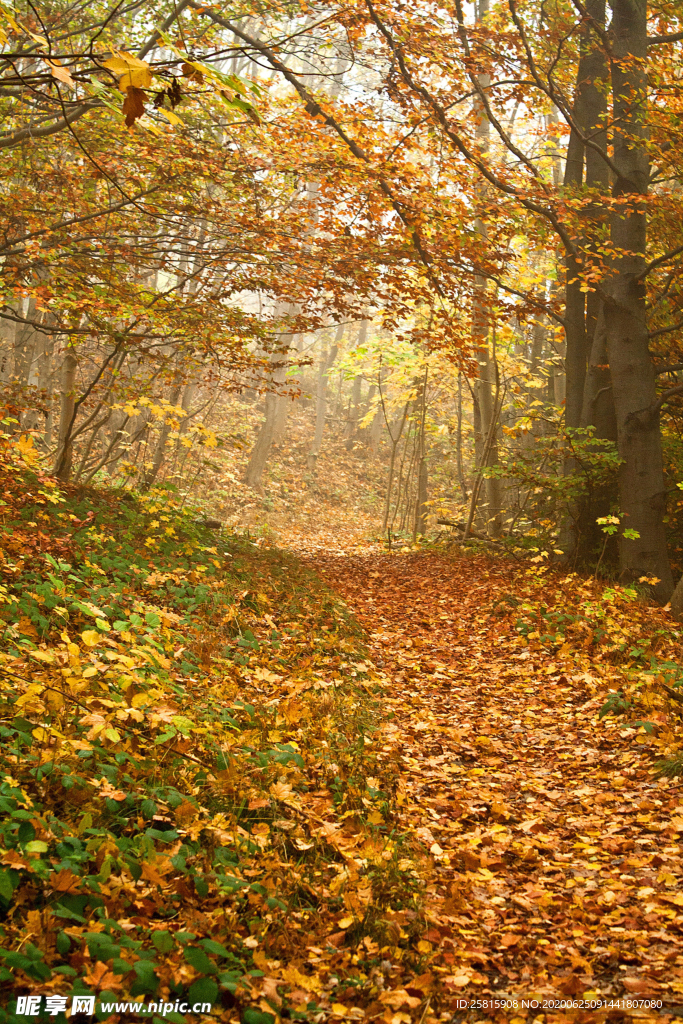 秋天森林秋季树木唯美图片