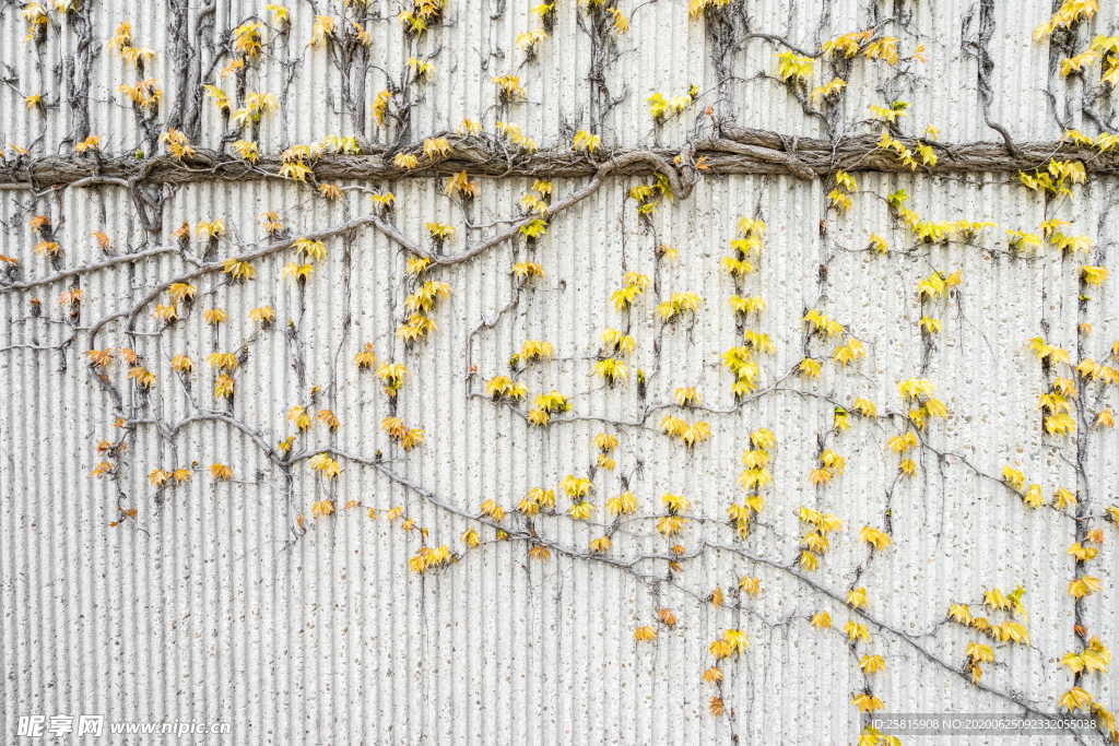 黄色抽象唯美背景图片