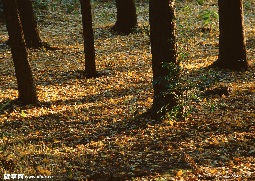 秋天森林秋季树木唯美图片