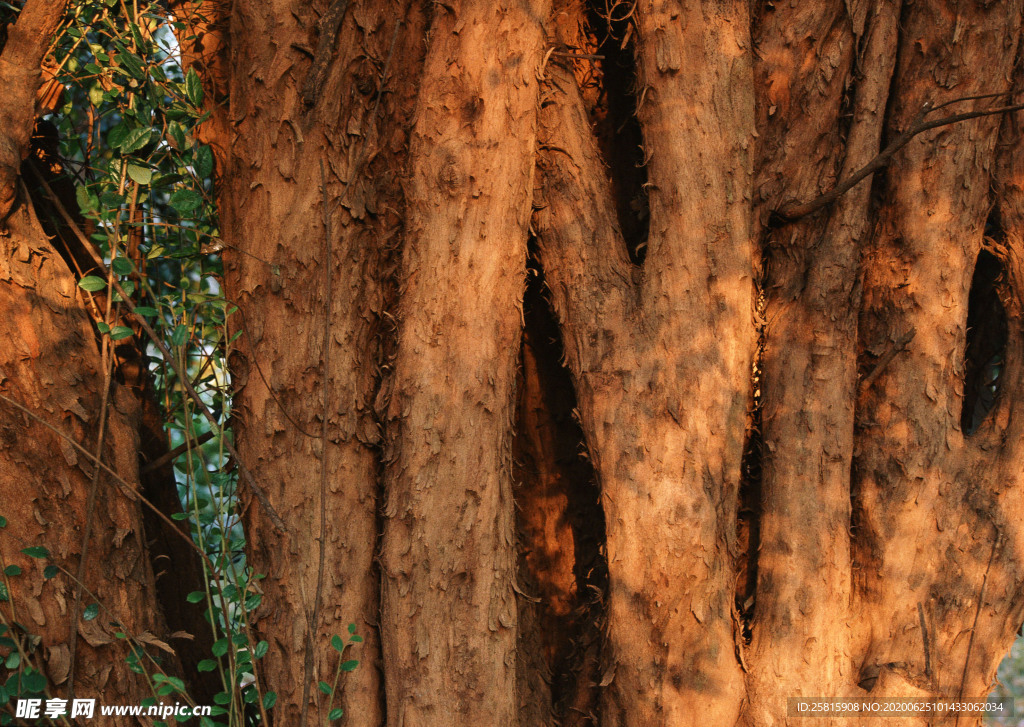 秋天森林秋季树木唯美图片