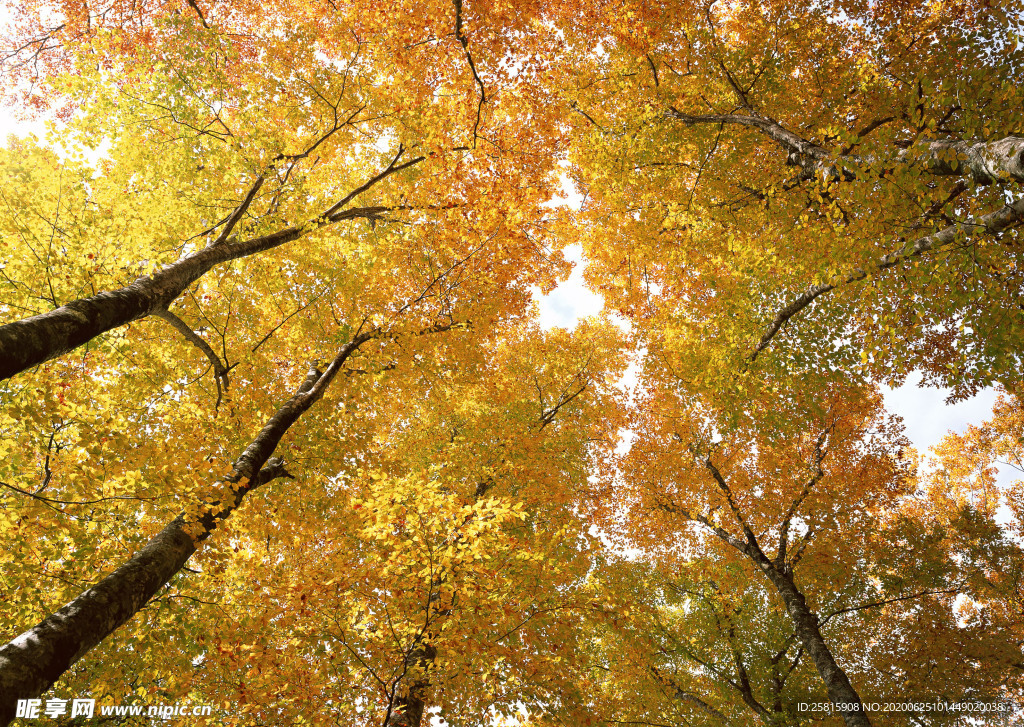 秋天森林秋季树木唯美图片