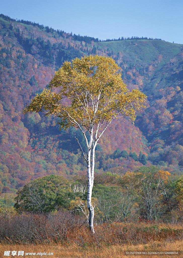 秋天森林秋季树木唯美图片