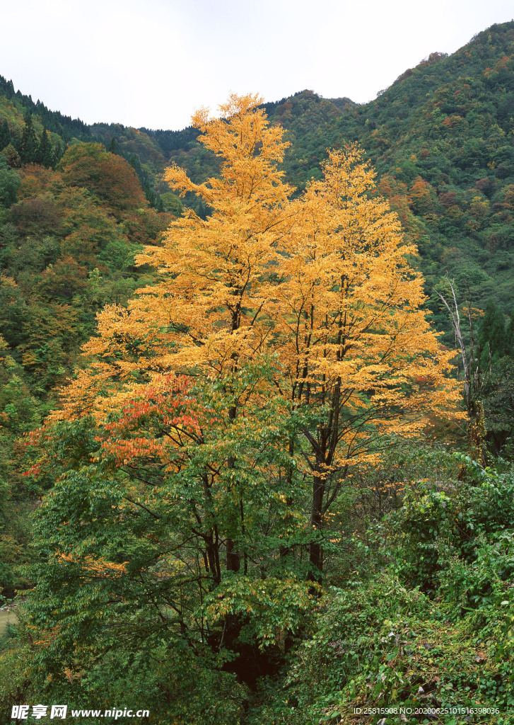 秋天森林秋季树木唯美图片