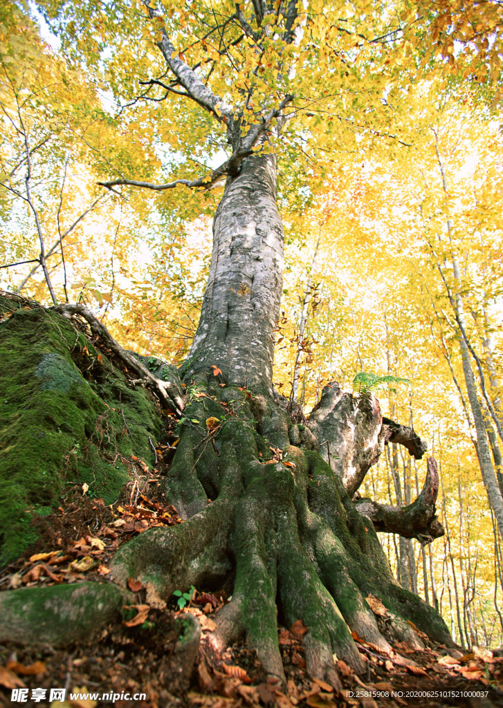 秋天森林秋季树木唯美图片