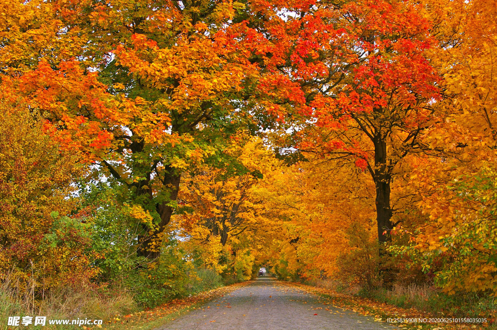 秋天森林秋季树木唯美图片