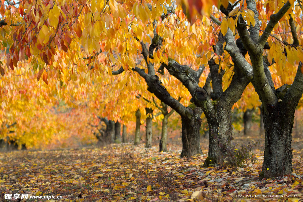 秋天森林秋季树木唯美图片