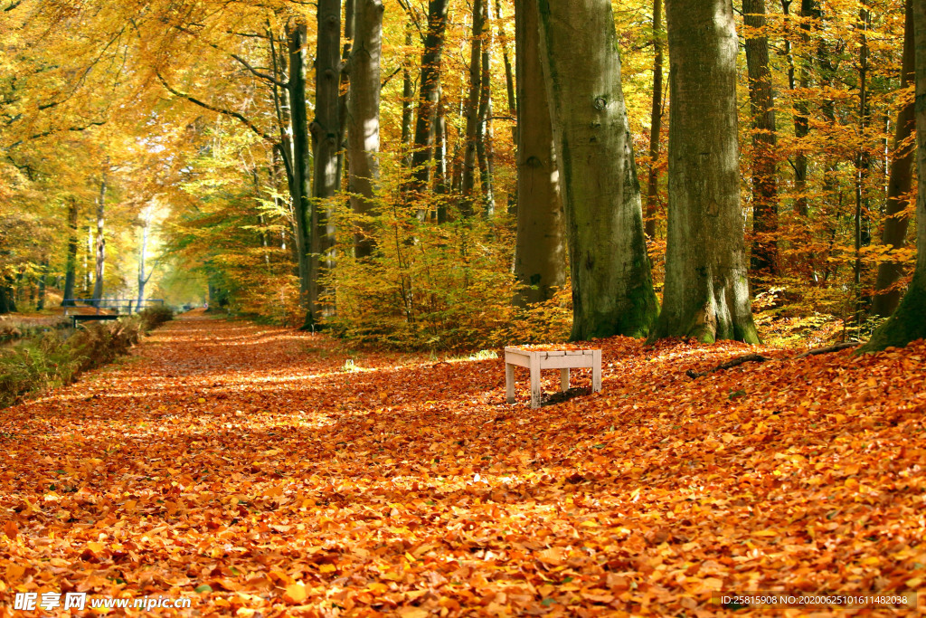 秋天森林秋季树木唯美图片