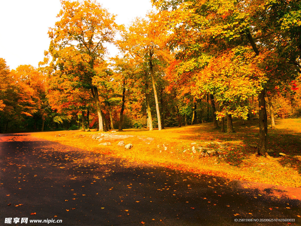 秋天森林秋季树木唯美图片