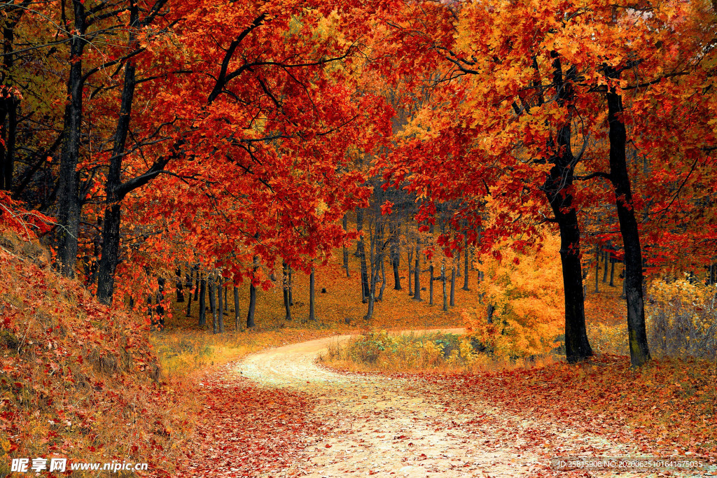 秋天森林秋季树木唯美图片