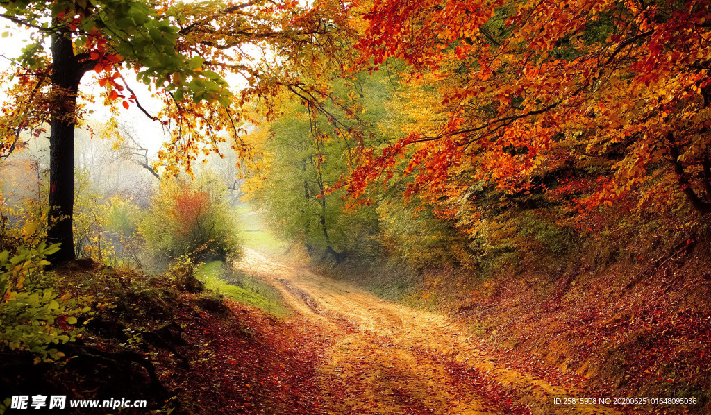 秋天森林秋季树木唯美图片