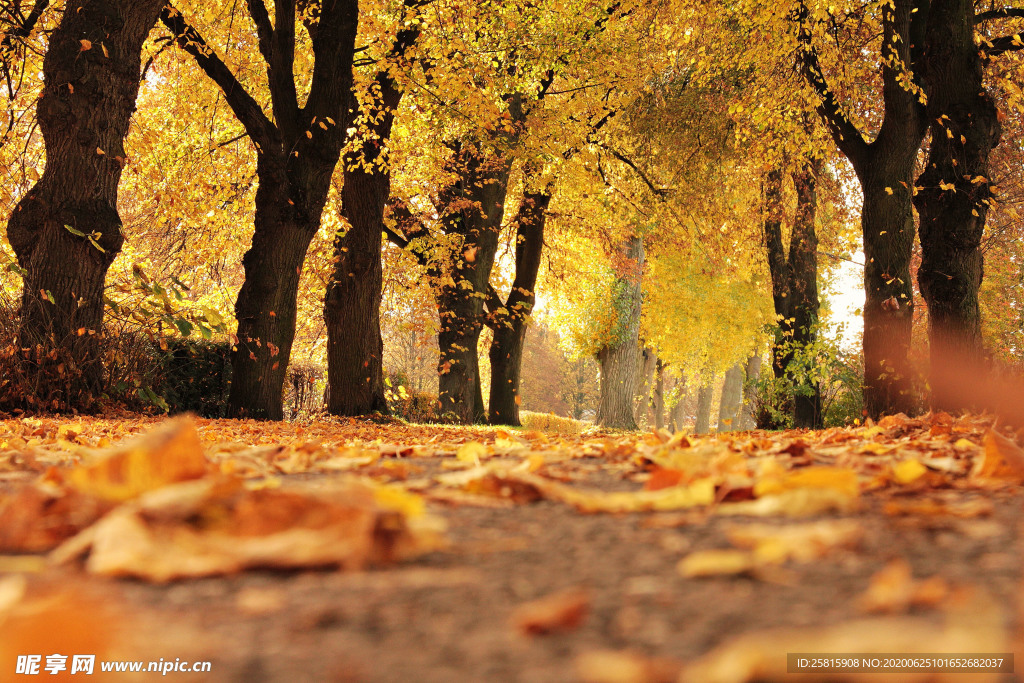 秋天森林秋季树木唯美图片