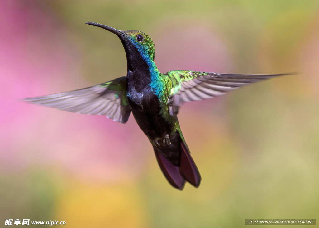 蜂鸟空山鸟语图片