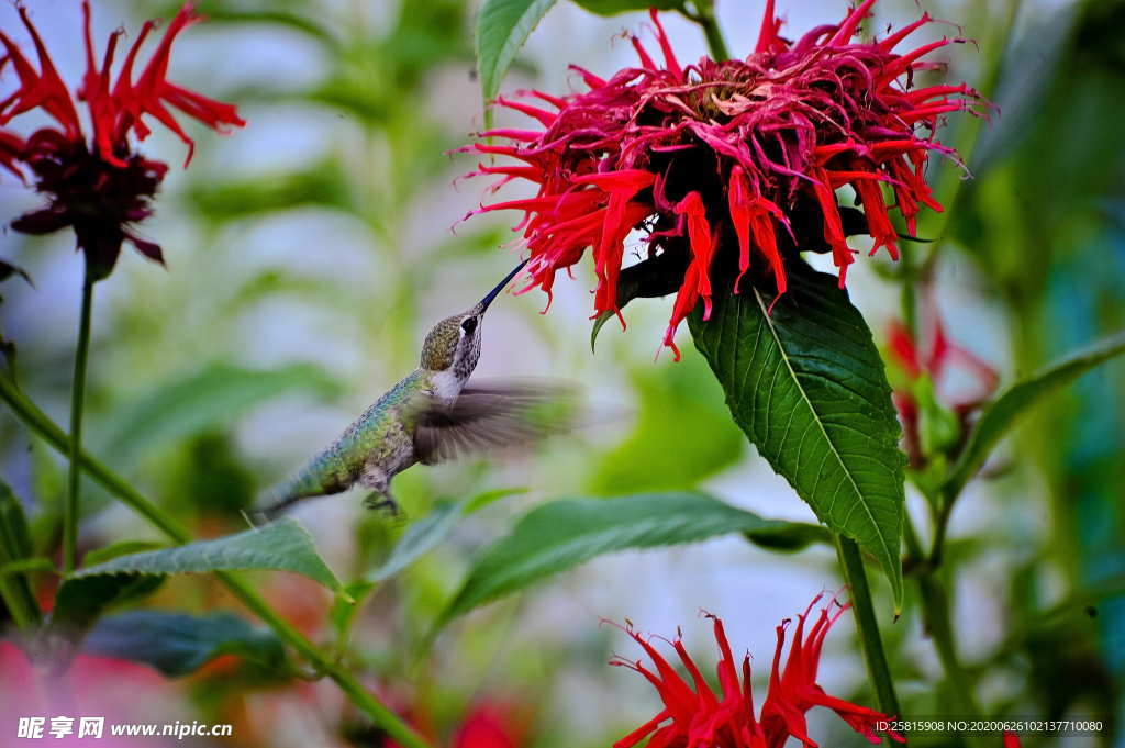 蜂鸟空山鸟语图片