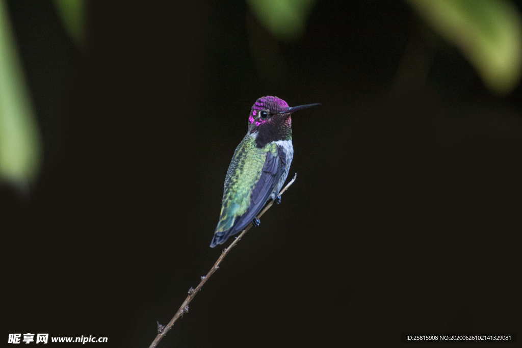 蜂鸟空山鸟语图片