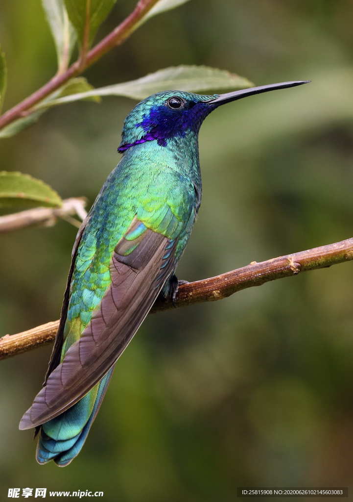 蜂鸟空山鸟语图片