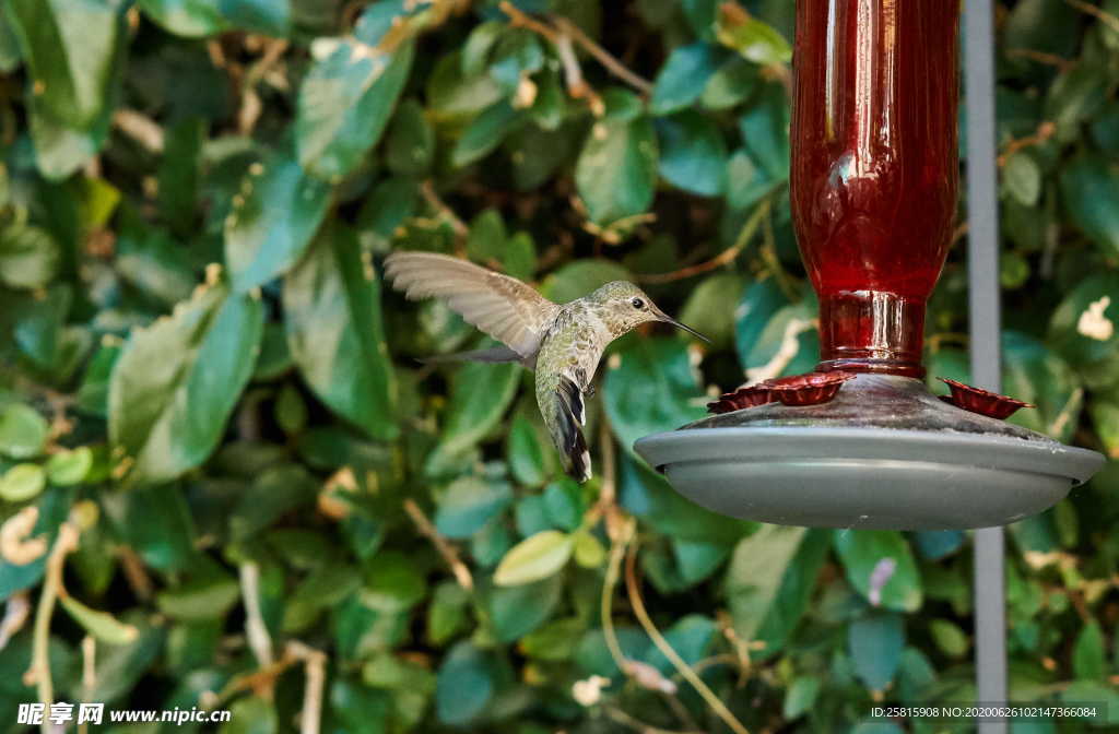 蜂鸟空山鸟语图片