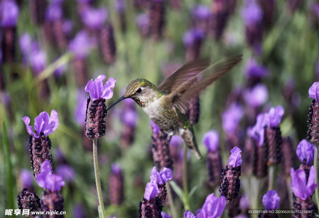 蜂鸟空山鸟语图片