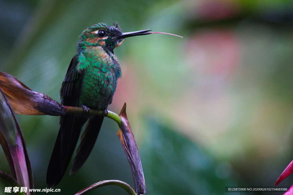 蜂鸟空山鸟语图片