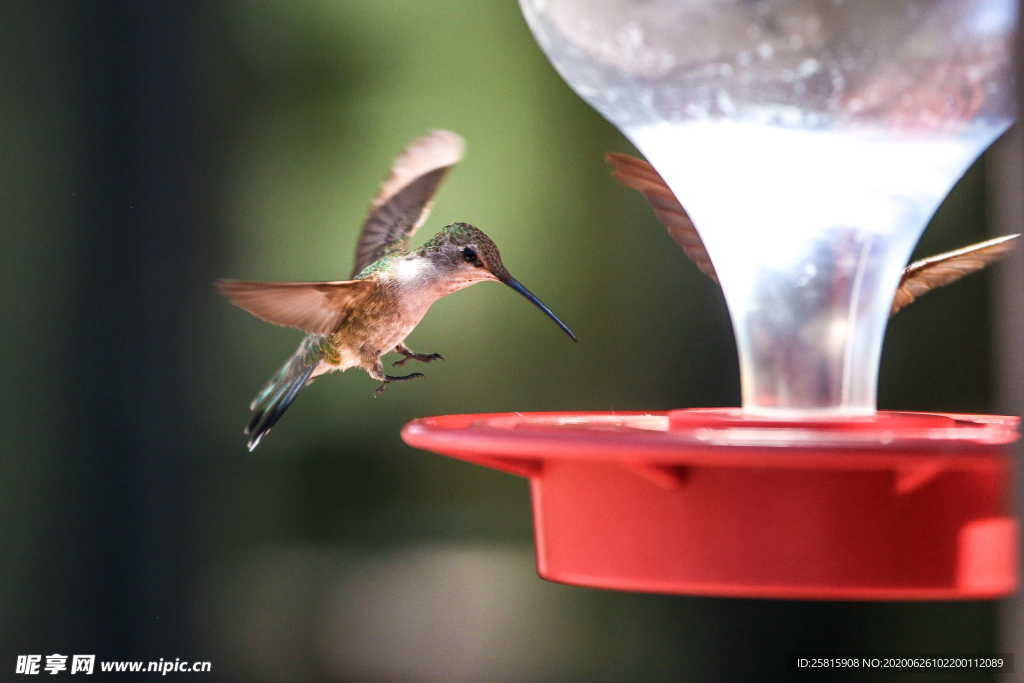 蜂鸟空山鸟语图片
