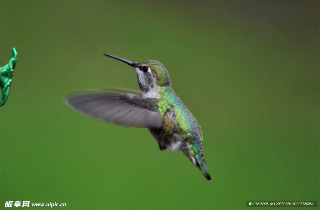 蜂鸟空山鸟语图片